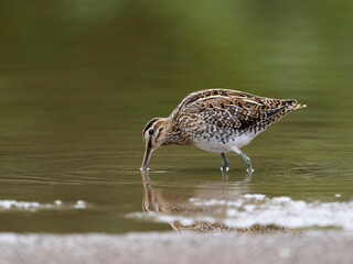 Wall Mural - Common snipe, Gallinago gallinago