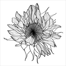 Black, White Sunflower Botanical Illustration. Vintage Floral Clip Art, Hand Drawn. Flowers Drawing And Sketch With Line-art Isolated On White Background.