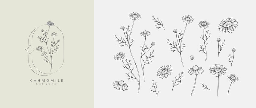 Set of luxury flowers and logo. Trendy botanical elements. Hand drawn line leaves branches and blooming. Wedding elegant wildflowers for invitation save the date card. Vector