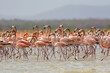 © PIOTR - American flamingos - Phoenicopterus ruber - wading in water. Photo from Santuario de fauna y flora los flamencos in Colombia.