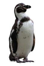 Humboldt Penguin, Spheniscus Humboldti, Standing Isolated On Transparent Background Without Shadow. Cute Black And White Bird. Top Predator Endemic To West Coast Of South America. Habitat Chile, Peru.