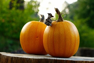 Two pumpkins