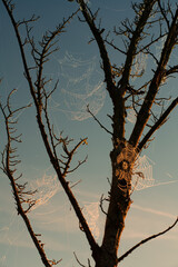Wall Mural - Many spider webs covered with water droplets hang on a bare tree in autumn. The sun is rising and the sky is partly colored red.