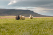 Black and White Sheep and Lambs in west Iceland walking free on the field with the mountains behind