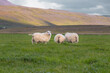 White Sheep and Lambs in west Iceland walking free on the field with the mountains behind