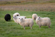 Black and White Sheeps and Lambs in west Iceland walking free on the field 