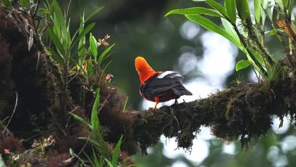 Wall Mural - andean cock-of-the-rock (rupicola peruvianus), also tunki (quechua), large passerine bird of the cot