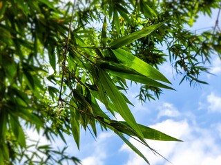 Closeup shot of bamboo tree leaves