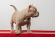 An american bully puppy looking to the side, with white background and copy space