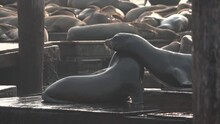 Sea Lions Fight On A Dock/pier One Falls Into The Water