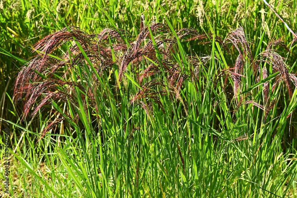 Acient rice varieties cultivation. (called Kodaimai in Japan ...