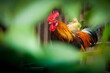 Beautiful Rooster (cock) on nature background, farm animals