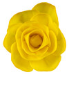 Fototapeta Morze - Kwiat żółtej róży 