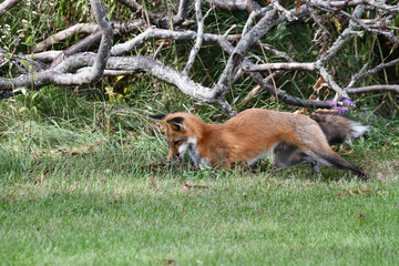 Wall Mural - A red fox hunts along the edge of an urban park and pounces on a mouse in the tall grass