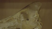 This Panning Video Shows A Close Up View Of A Prehistoric Skull.