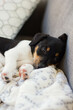 Sleeping Jack Russell Terrier Puppy