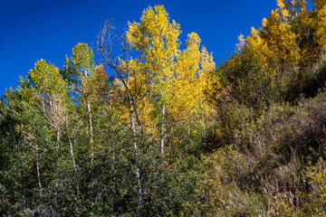 Wall Mural - Yellow Aspens Outside of Oakcreek Colorado