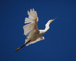 Snowy Egret Flying Up