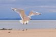 Sea gull coming in for a landing on a cold day near hudson bay