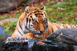 © Klarion - Tiger drinking water in the zoo