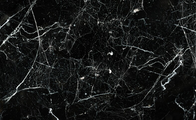 spider web on black background. halloween party festival, decoration and horror concept