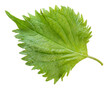 © MERCURY studio - Green Shiso leaf isolated on white background, Oba leaf, Sesame leaves on white PNG fil\e.