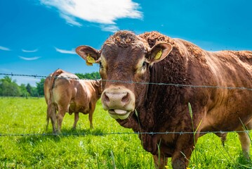 Poster - Cattles on a field in a ranch under a sunny day