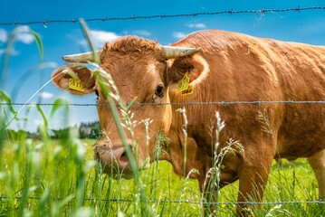 Poster - Brown cattle on a field in a ranch under a sunny day