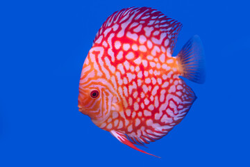 Discus fish isolated on a blue background