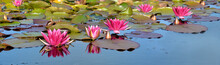Banner Of  Beautiful Pink Water Lily Flowers Blooming In A Pond
