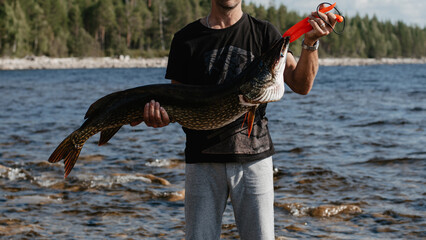 Wall Mural - male fisherman holds a large fish pike caught in his hands against the background of a lake