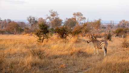 Wall Mural - plains zebra, equus quagga, equus burchellii, common zebra in the early morning light, sabi sands ga