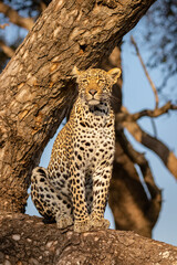 Wall Mural - male leopard ( panthera pardus) in a tree, sabi sands game reserve, south africa.