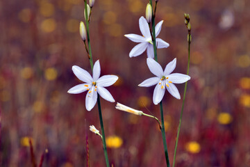 Wall Mural - Anthericum liliago or the St Bernard's lily flowers