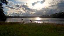 Children Playing And Running At The Edge Of A Lake At Sunset, Dawn.mov
