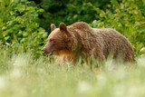Niedźwiedź brunatny (Ursus arctos)