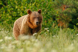 Niedźwiedź brunatny (Ursus arctos)