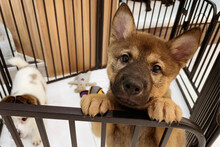 Puppy Locked In The Cage. Sad Puppy In Shelter Behind Fence Waiting To Be Rescued And Adopted To New Home. Shelter For Animals Concept