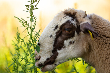 Poster - Retrato de una joven oveja (borrega) de raza ripollesa (ovella ripollesa) comiendo en un prado de otoño (ganadería extensiva)