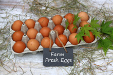 Chicken Eggs Fresh From The Farm.