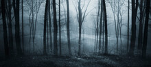 Dark Fantasy Forest Panorama