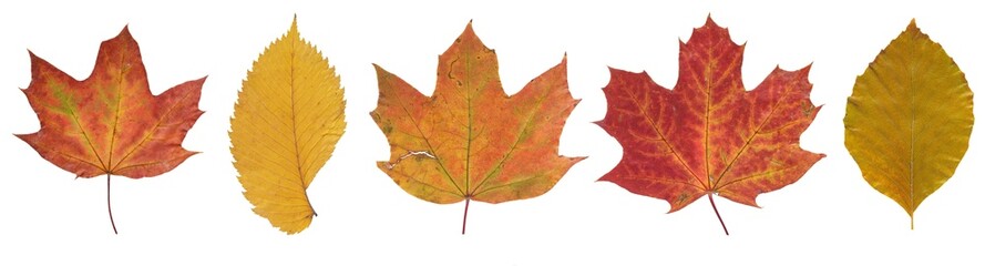 Wall Mural - set of autumn leaves isolated on white background. high resolution. clipping path. full depth of fie