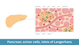 Fototapeta  - Islets of Langerhans. Pancreatic islets contain endocrine cells: alpha, beta, delta, PP or gamma, epsilon cells. Pancreas histology (tissue) with islets and acinar cells.