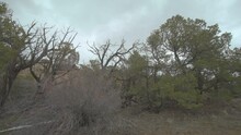 Juniper Tree Gnarled Twisted Dead Snag In Colorado Desert Shrubland Circling Aerial Drone
