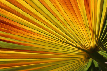 Poster - variegated colorful palm leaf for backgrounds