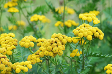 Yellow common tansy flowers in the green summer meadow