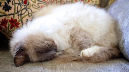 Wall Mural - Sleeping Ragdoll Cat at Home