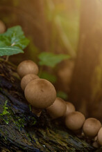 Puffball Brown Mushrooms On An Old Stump After Rain