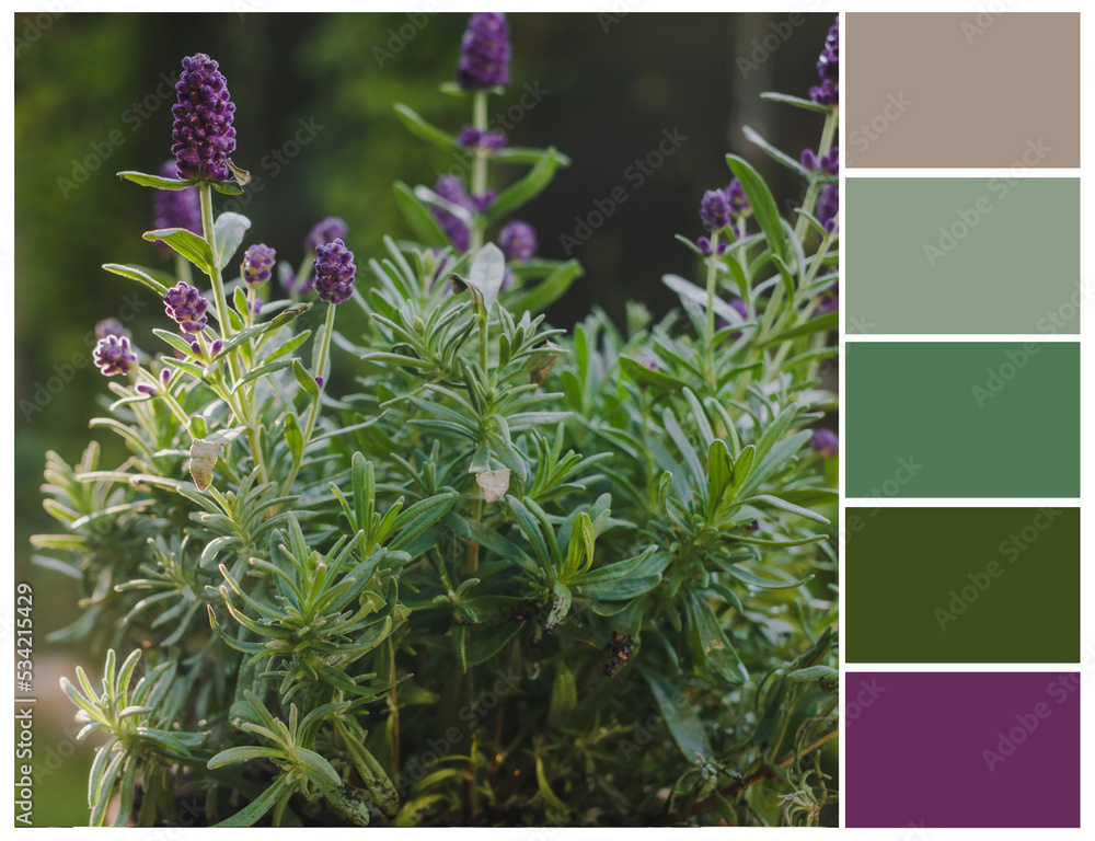 Natural color palette. Harmonious colour combinations. Stock Photo ...