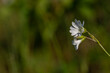Biały kwiat, gwiazdnica trawiasta (Stellaria graminea L.) roślina należąca do rodziny goździkowatych (Caryophyllaceae) (1).